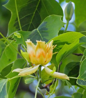 Liriodendron tulipifera 'Variegata'